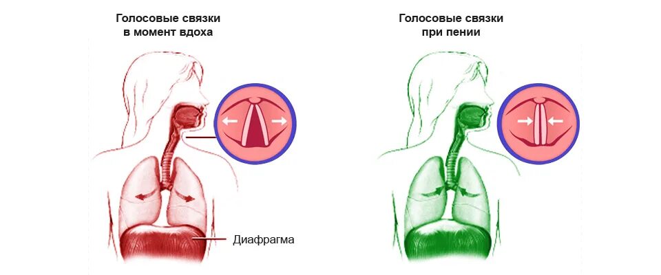 Строение голосового аппарата голосовые складки. Голосовые связки при пении. Голосовые связки вокалиста. Положениеголосовых связок пр. пении. Положение связок при молчании разговоре шепоте