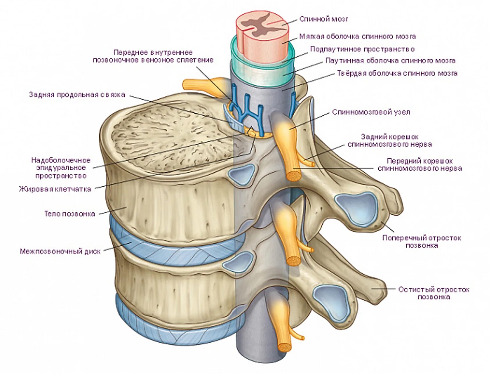 Содержимое межпозвоночного диска. Деформация дуральный мешок позвоночника. Дуральный мешок позвоночника шейного отдела. Дуральный мешок анатомия спинной мозг. Дуральный мешок позвоночника строение.