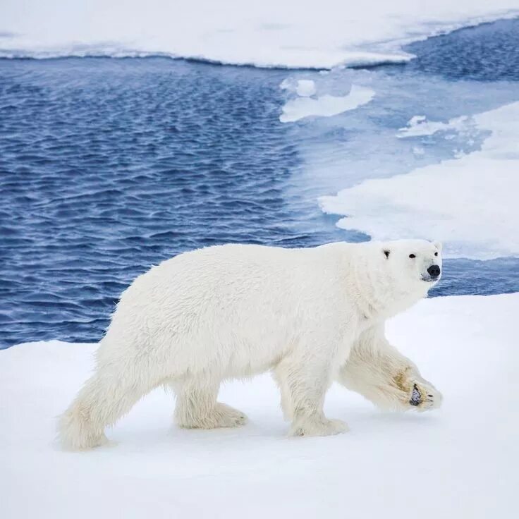 Полярные медведи остров врангеля. Arctic polar bear. Белые медведи в антарктиде. Антарктида белые мишки. Arctic polar bear.