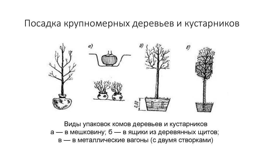 Представлены только деревьями и кустарниками