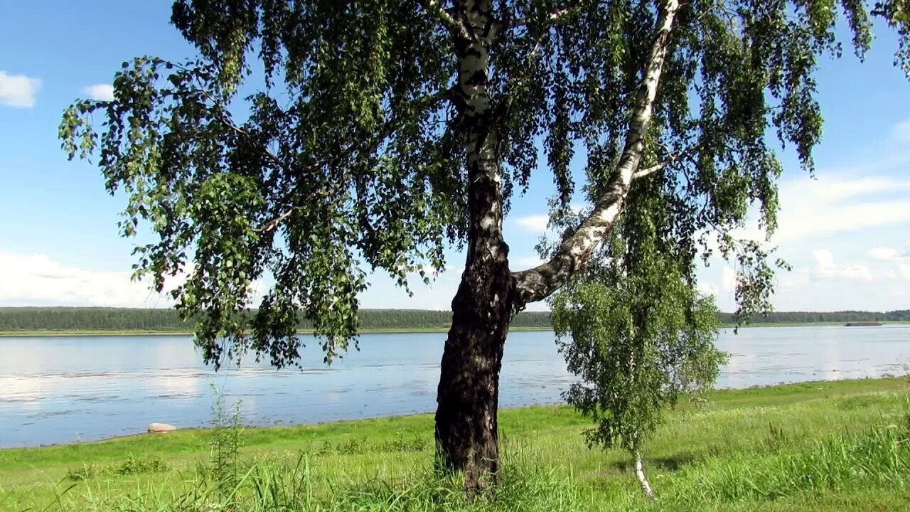 Песня там за тихой рекою. Над тихой рекою в березовой роще. Волга река Березка. За тихой рекою в березовой. Над тихой рекою в березовой.