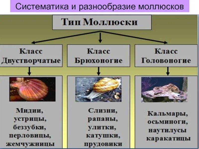 Характеристика моллюсков 7 класс. Многообразие моллюсков таблица. многообразие моллюсков 7 класс. конспект по биологии тип моллюски. многообразие моллюсков таблица 7 класс.