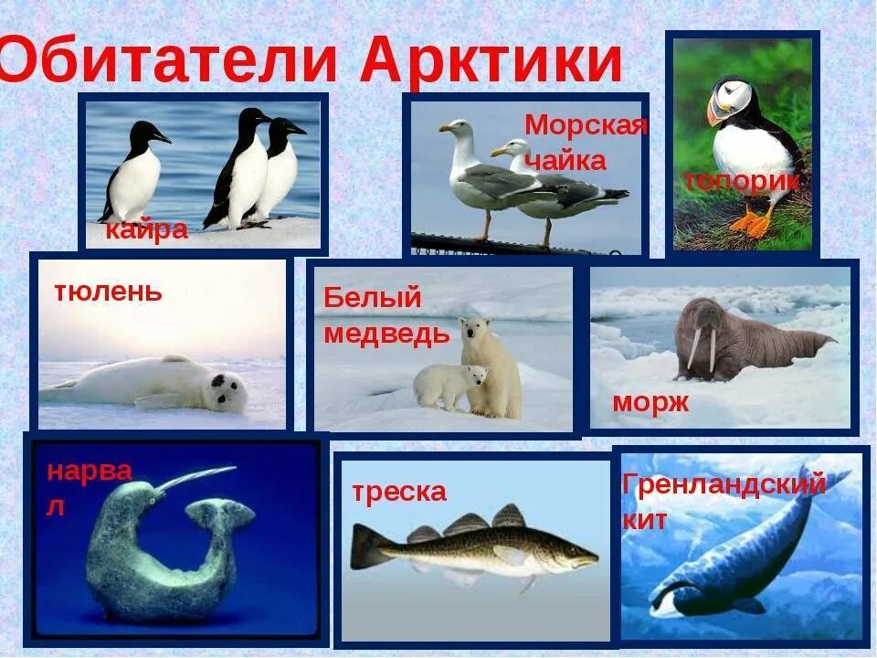 Птицы живущие в антарктиде. Обитатели Арктики. Животные Арктики с названиями. Животные Арктики для детей. Животные обитающие в Арктике.
