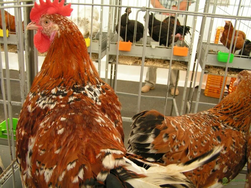 Ленинградская ситец куры. Ленинградская ситцевая порода кур цыплята. Ленинградская серая порода кур. Куры ленинградская ситцевая серая. Ленинградская ситцевая порода кур.