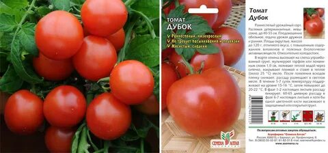 Дубок томат описание сорта характеристика