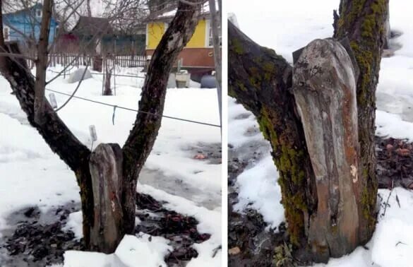 Почему засохла яблоня после зимы