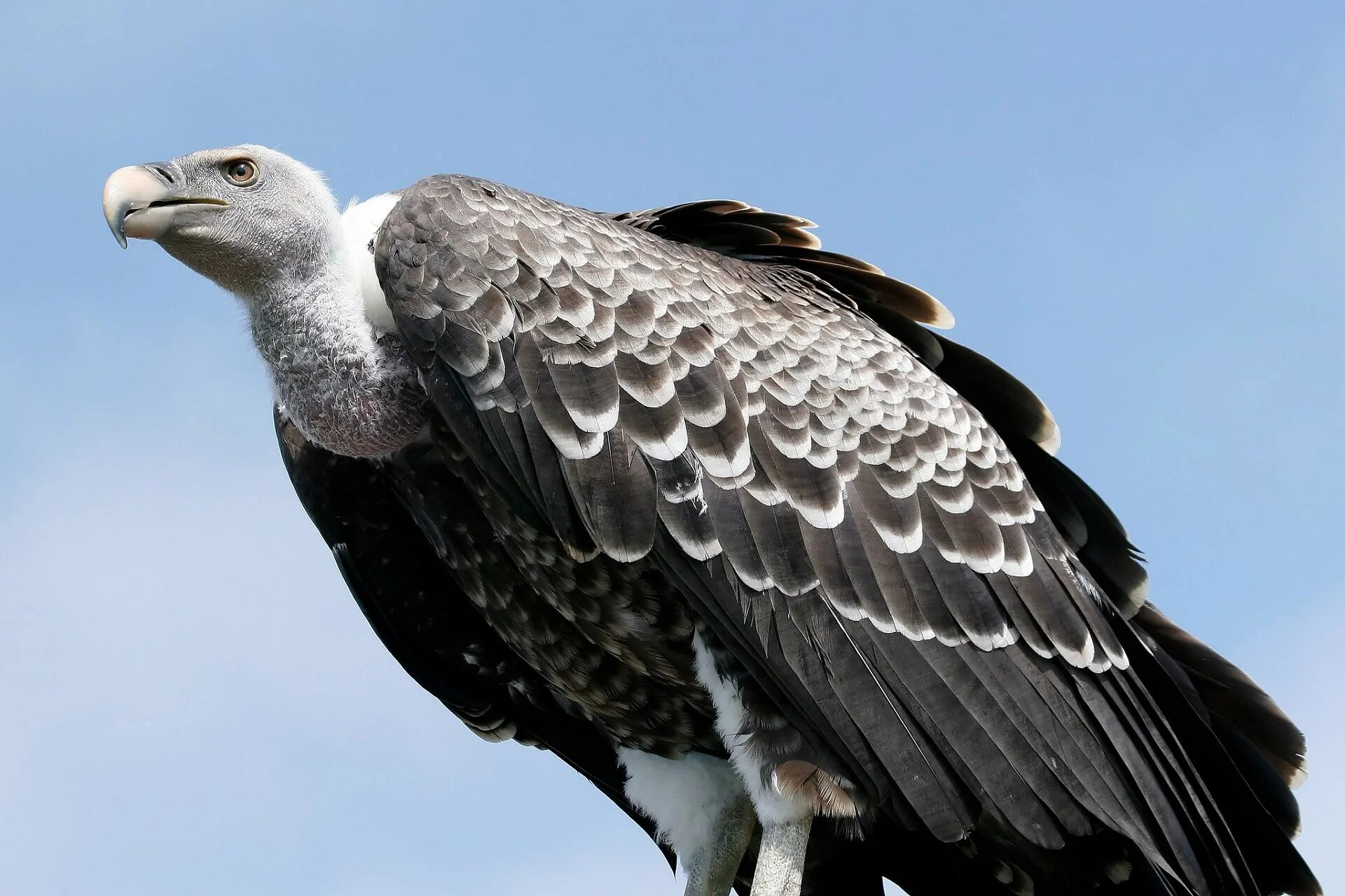 Гриф что это. Белоголовый сип кавказский. Африканский гриф рюппеля. Птица хищник падальщик. Гриф стервятник.