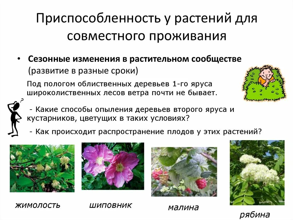 Сообщество растений пример. Сезонные приспособления растений. приспособленность у растений для совместного проживания. приспособления растений к жизни в природе. растительные сообщества.
