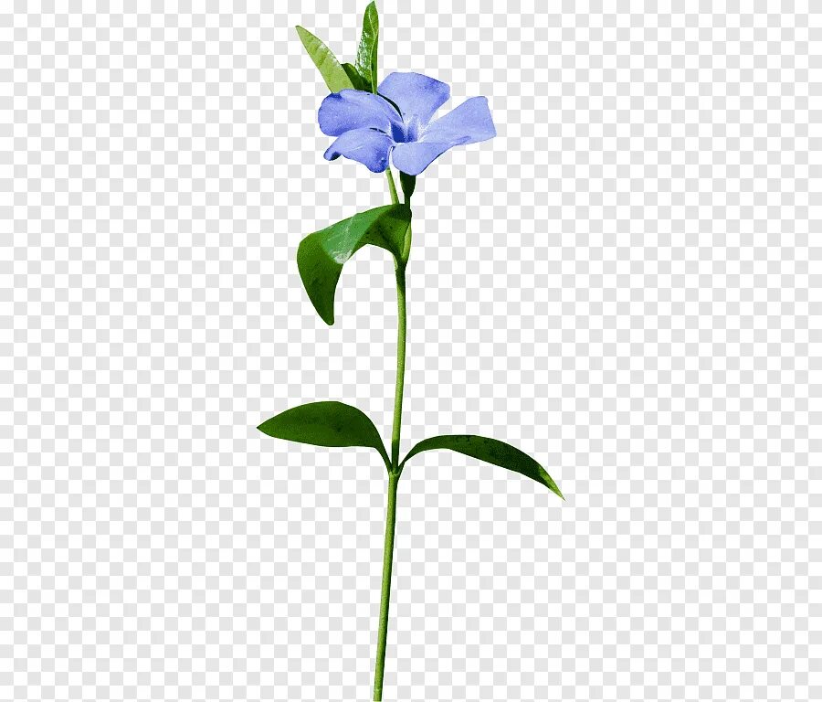 Цветок на стебле рисунок. Цветы для детей. Цветок рисунок для детей. Цветок на стебле рисунок. Цветок без лепестков.