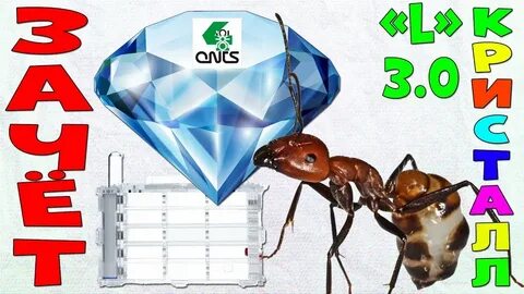 4 ants