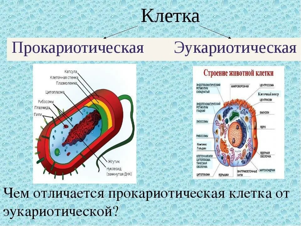 Дайте обозначение прокариоты и эукариоты