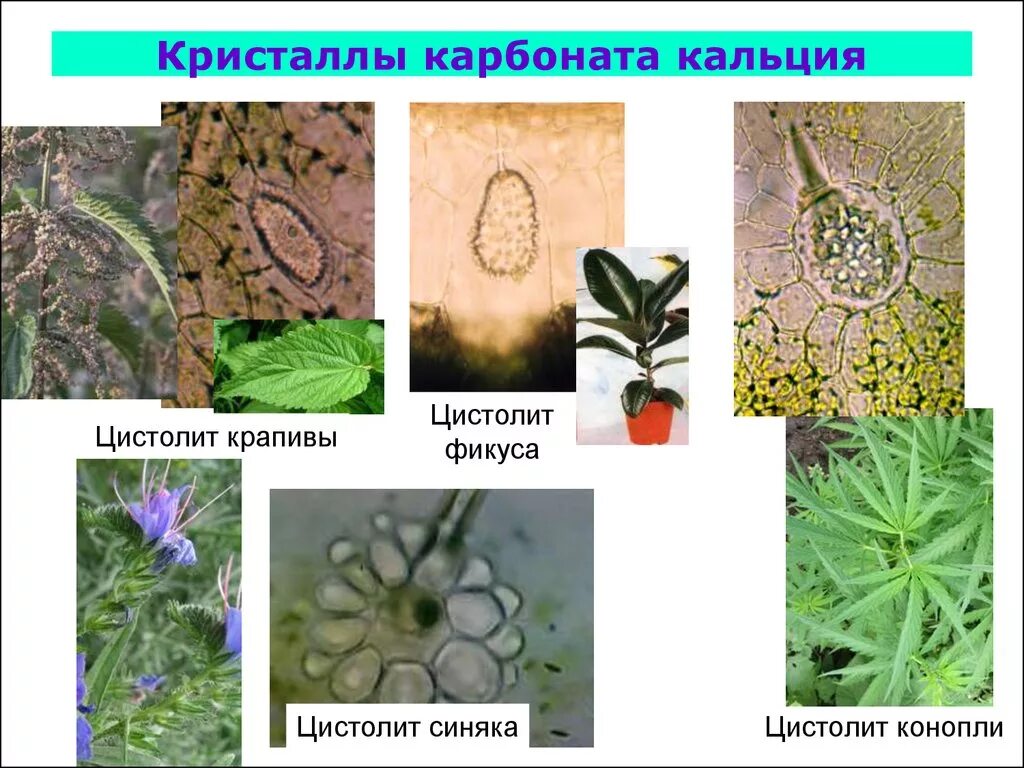 Кристаллы в клетках растений