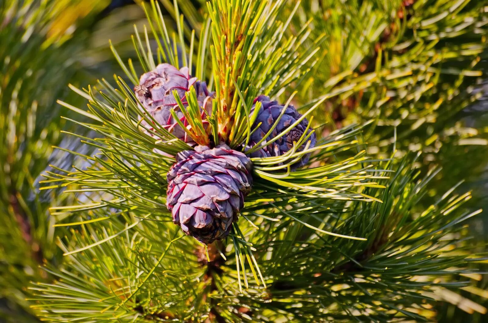 Кедр дерево с шишками. Сосна сибирская кедр сибирский. кедр сибирский pinus sibirica. сосна́ сиби́рская кедро́вая (pínus sibírica). сибирский кедр (pinus sibirica du tour).