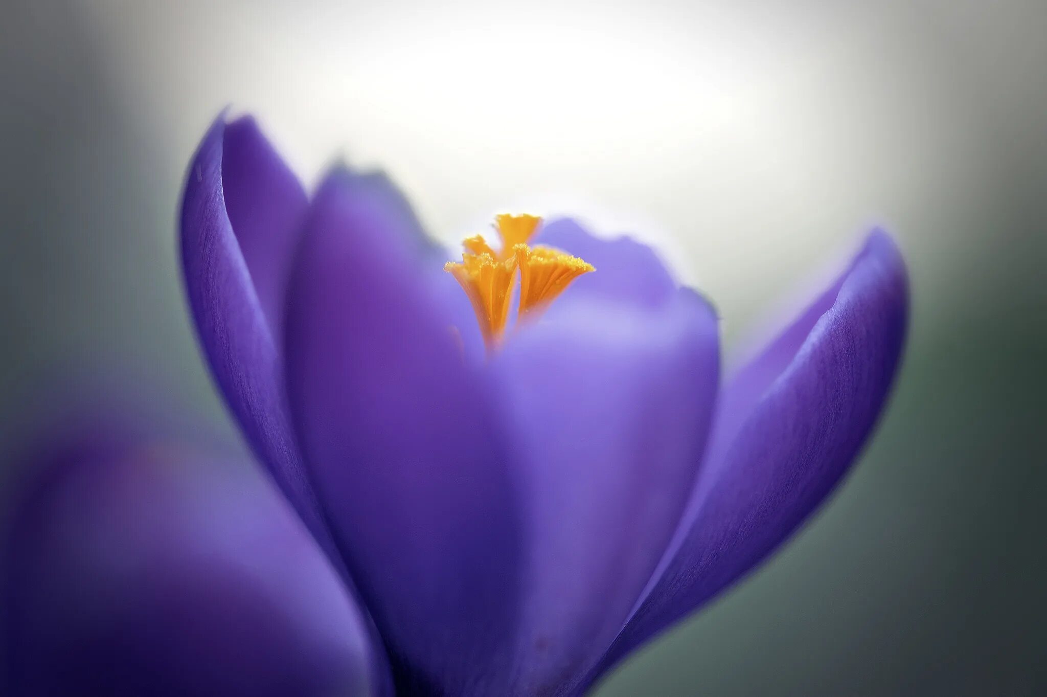 Крокус цветок фиолетовый. Цветы Макросъемка. Крокусы макро. Крокусы фон. Цветы 1024 600