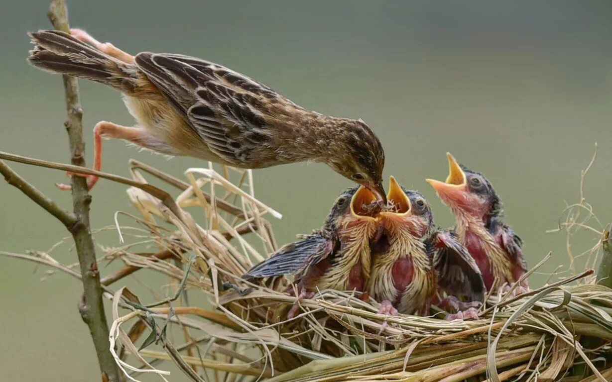 кэмерон блум сорока. попугай корелла фото. яйца синицы. попугаи мальчики дружат?. мальчик с попугаем на плече.