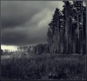 Лес умерших
