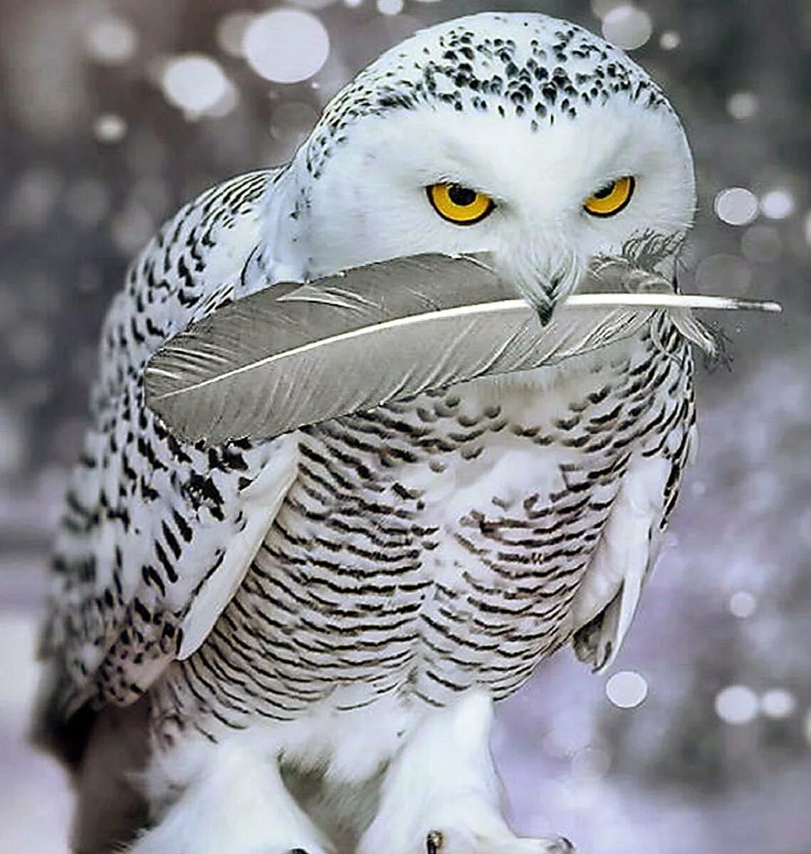 Белый филин по славянскому. Славянский календарь филин. Славянский календарь белый филин. Славянский гороскоп по годам. Тотем сова.