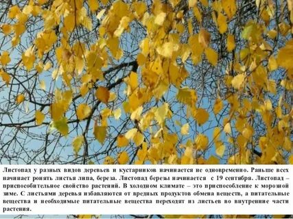 Когда заканчивается листопад у берез