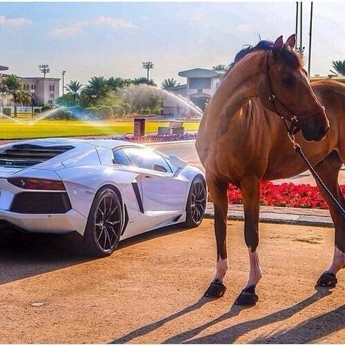 What car do you like