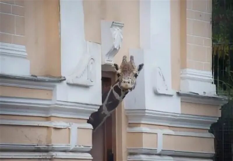 Московский старожил. Дом жирафа в Московском зоопарке. Домик жирафа Самсона в Московском зоопарке.