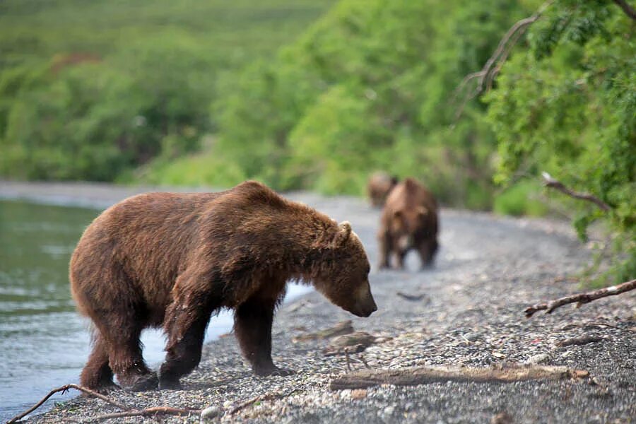 Кроноцкий заповедник бурый медведь. Камчатский бурый медведь. Камчатка биосферный заповедник. Бурый медведь Камчатки.