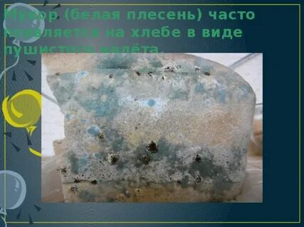 Плесень или белый налет на хлебе