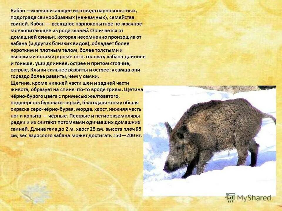 Рассказ о кабане. Дикий кабан краткое описание. Дикий кабан характеристика. Год кабана характеристика. Год кабана гороскоп.