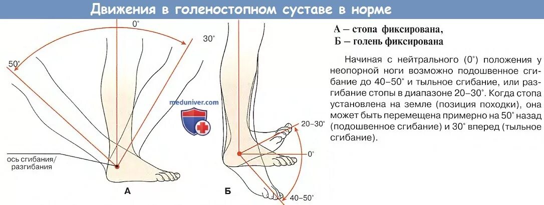 Сколько времени держать ноги. Голеностопный сустав оси движения. Объем движений в голеностопном суставе. Разгибание стопы в голеностопном суставе. Движения в голеностопном суставе нормы в углах.