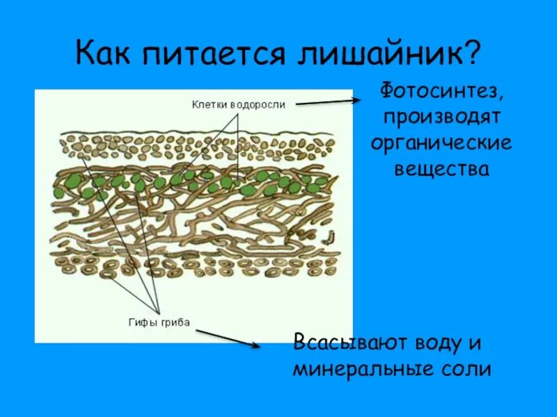 Грибы в лишайниках какие функции. Лишайник биология строение. Строение лишайника 7 класс биология. Общая характеристика лишайников 5 класс. Строение лишайника 2 класс.