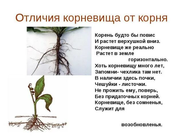 Подземными побегами являются корневища