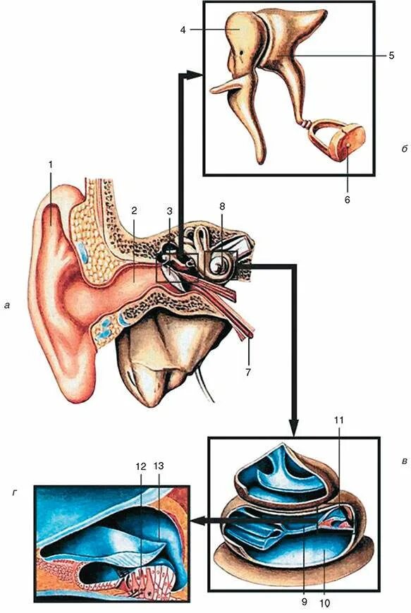 Анализатор слуха и равновесия. Орган слуха и равновесия. Строение органа слуха и равновесия. Орган слуха и равновесия анатомия. Орган слуха.
