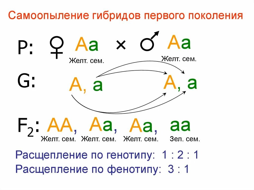 Расщепление по генотипу 2 закон менделя. Второй закон Менделя расщепление. 1 Закон расщепление по генотипу и фенотипу. 2 Закон Менделя закон расщепления. Расщепление 3 к 1 закон.