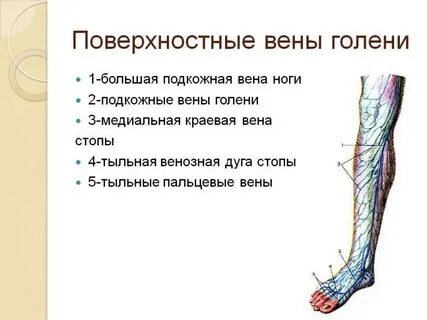 Вена какая ткань
