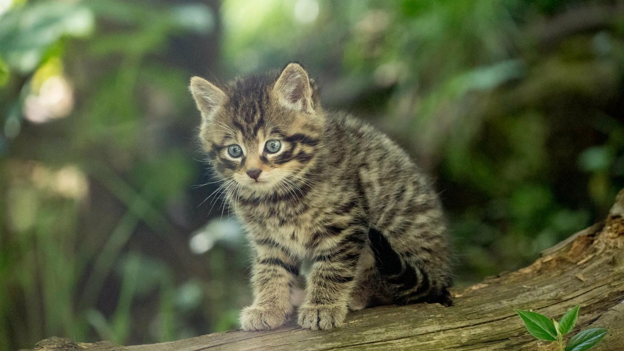 Кавказская лесная кошка felis silvestris caucasica. Лесной кот. Норвежская лесная кошка серая. Лесной кот котята. Британский лесной кот.