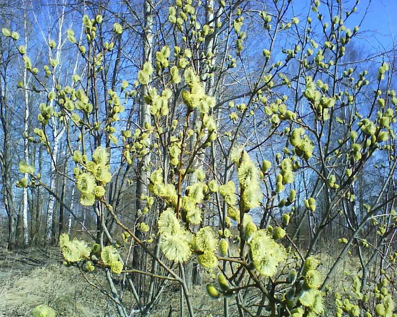 Кустарники ранней весной с названиями. Ольха и Верба. Ива Козья цветение. Верба ольха Ива. Верба кустарник.