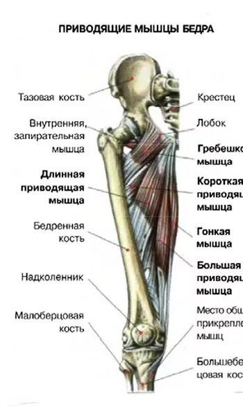 Функции приводящих мышц. Большая приводящая мышца бедра анатомия. Длинная и короткая приводящие мышцы бедра. Бедренная кость мышцы. Больше бедренная мышца.