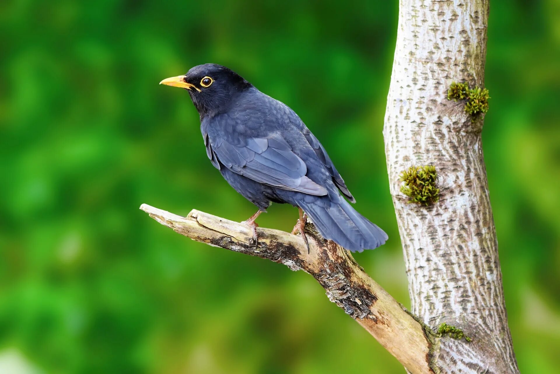 Blackbird bird