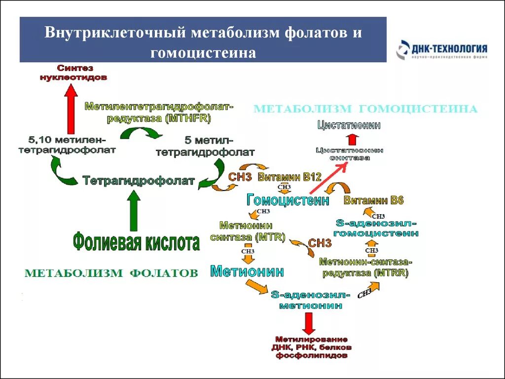 Фолиевый обмен. Гомоцистеин схема метаболизма. Метаболизм фолатов схема. Метаболизм витамина в12. Внутриклеточный метаболизм фолатов.