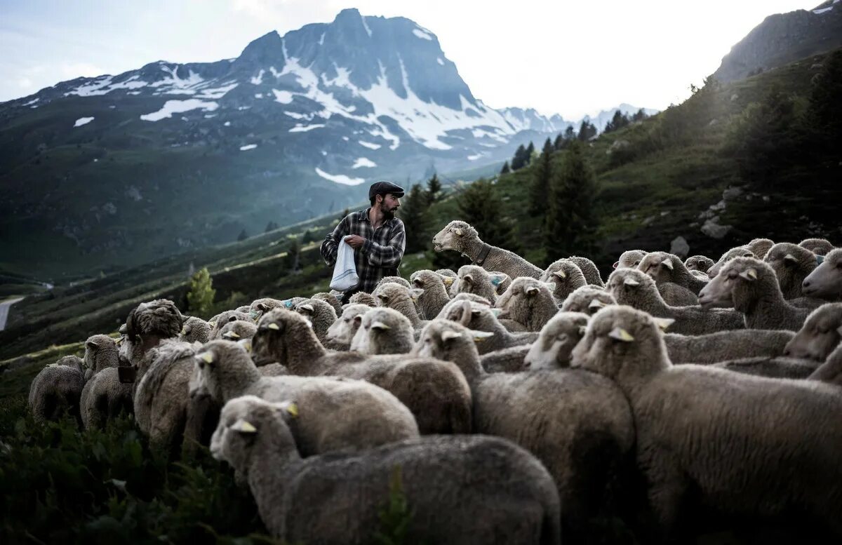 Пасу овечек. Чабан с отарой овец в горах. Чабан пастух овец. Пастух овец на Кавказе. Отара овец и Чабан в горах Кавказа.