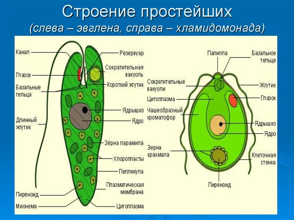 Признаки строения водорослей. Клеточная оболочка эвглены зеленой. Функции органоидов эвглены зеленой. Эвглена зеленая. Эвглена зеленая строение микроскопом.