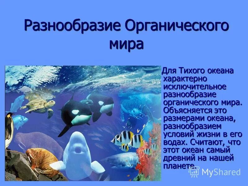 Доклад на тему обители оенана. Разнообразие жизни в океане. Презентация на тему обитатели морей и океанов. Каковы особенности живых организмов в океане