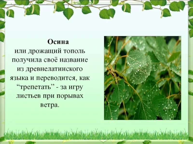 Трепещущий значение. Что значит трепещать. Дрожать как осиновый лист фразеологизм. Право имеющие и твари дрожащие. Трепещущий значение.