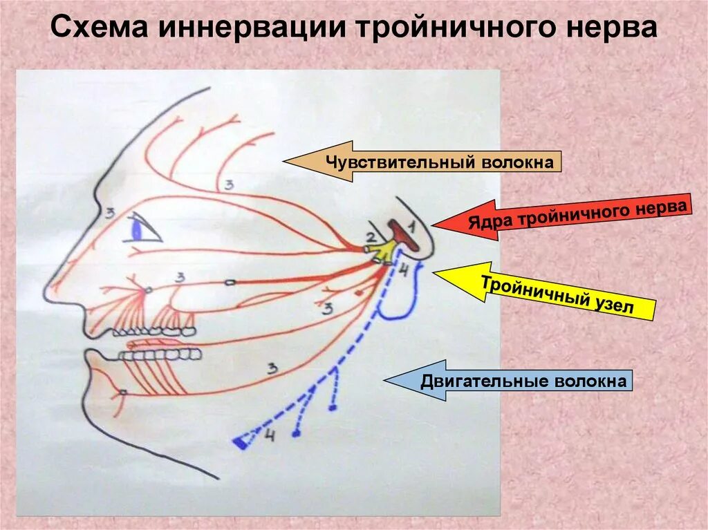 Тройничный нерв тест. Путь тройничного нерва схема неврология. Чувствительные ветви тройничного нерва. Тройничный нерв анатомия двигательная ветвь. Двигательные волокна тройничного нерва.