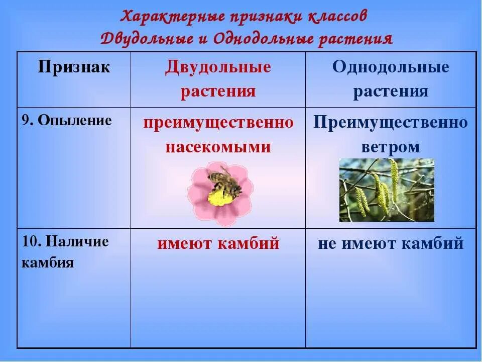 Деление покрытосеменных на классы. Покрытосеменные растения класс двудольные. Классификация покрытосеменных класс двудольные. Таблица характерные признаки однодольных. Признаки двудольных растений таблица.