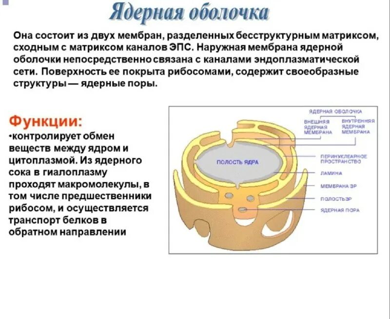 удвоение центриолей происходит в период. образование ядерной оболочки какая фаза. митоз фазы строение хромосом. деление цитоплазмы митоз фаза. разрушение ядерной оболочки происходит в.