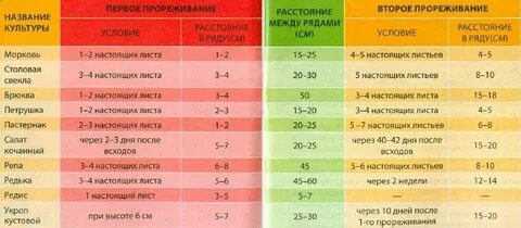 Через какое время взойдет морковь