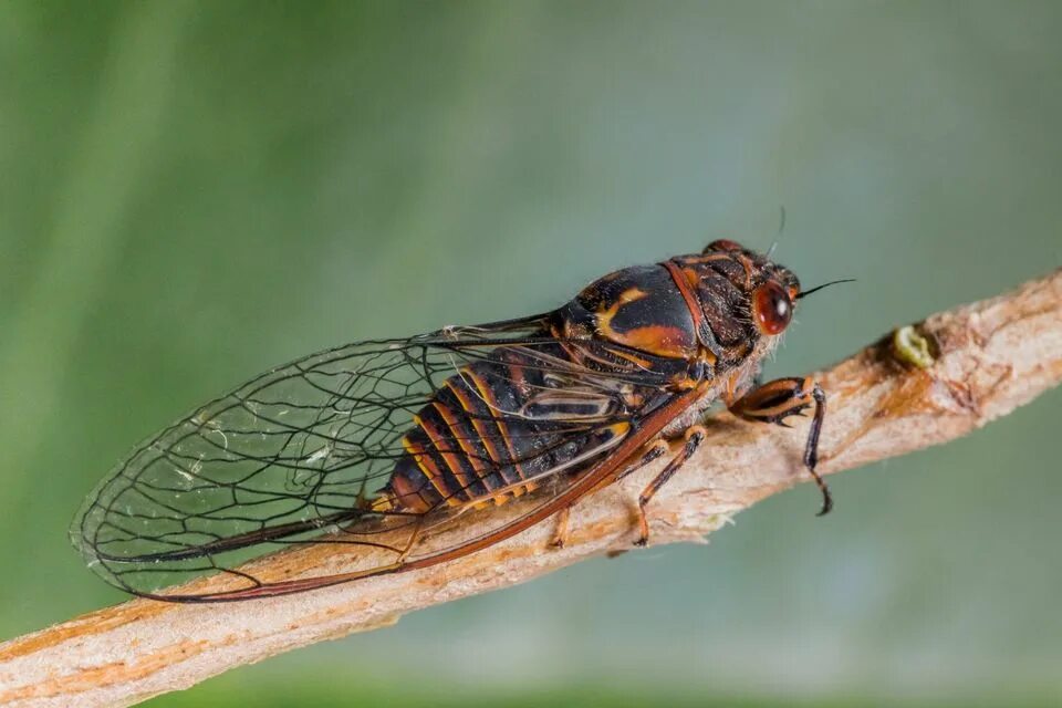 Стрекотание цикад звук. Цикада насекомое муха. Цикады звук. Цикада крымская. Жук цикада.
