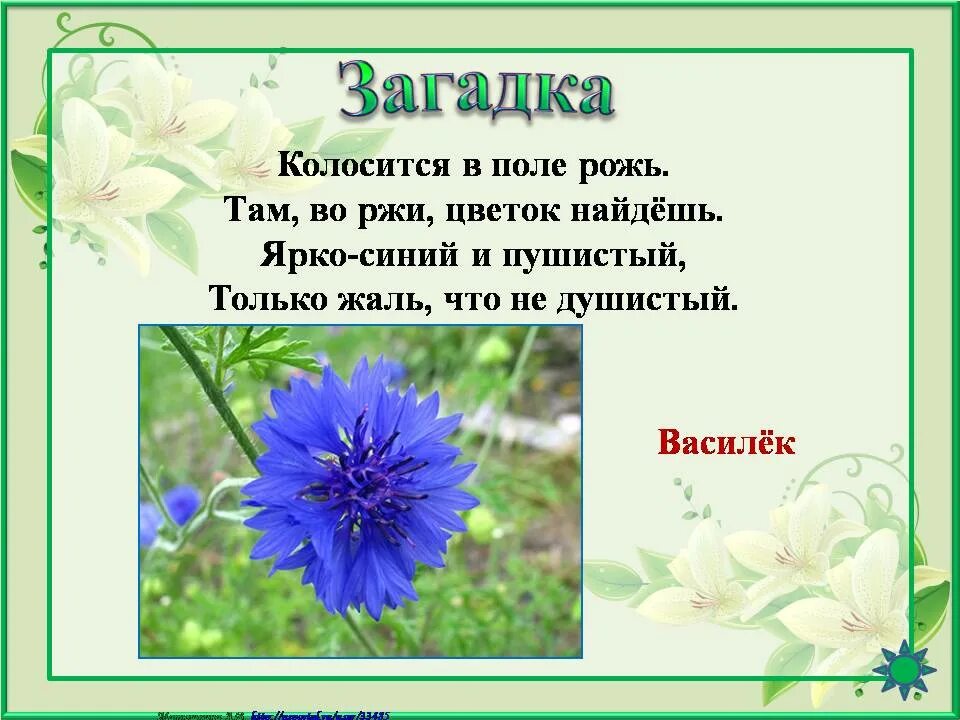 Предложение с васильком. Загадка про цветок Василек для детей. Загадка про Василек для детей. Загадка о васильке для детей. Загадка про Василек.