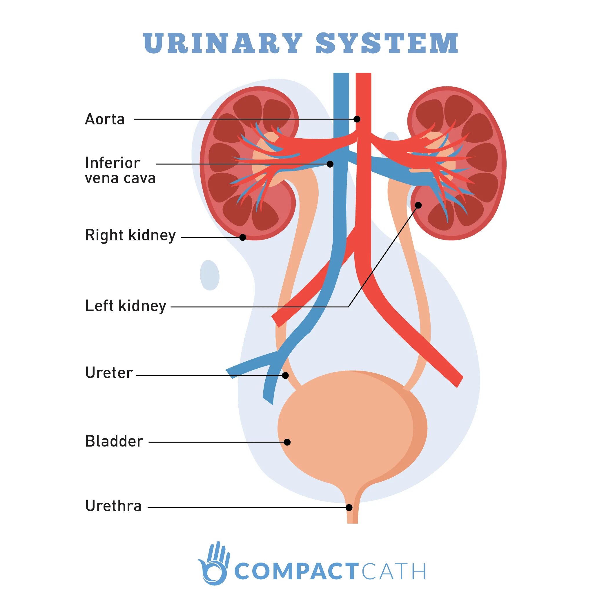 Urinary system. Мочевыделительная система анатомия. Строение мочевыделительной системы человека. -Urinary (Kidney) System.