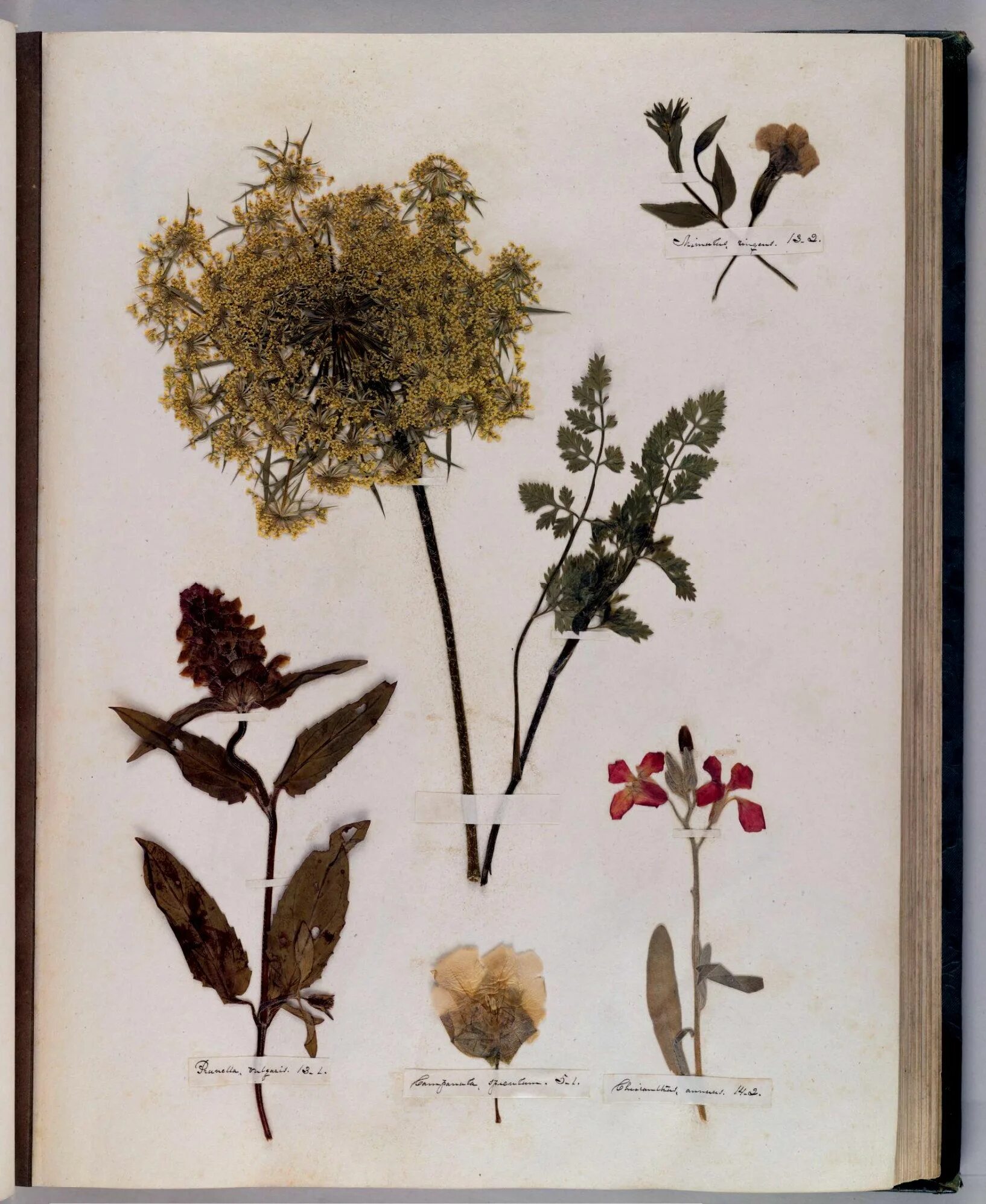 Лабазник вязолистный гербарий. Гербарий эволюция высших растений. Ива белая гербарий. Гербарий из цветов. Гербарии софьи толстой.